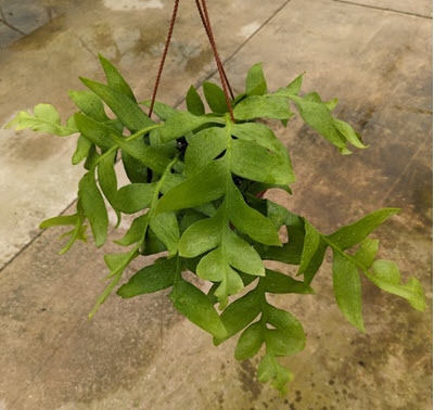 8" Cactus Fern Leaf HB